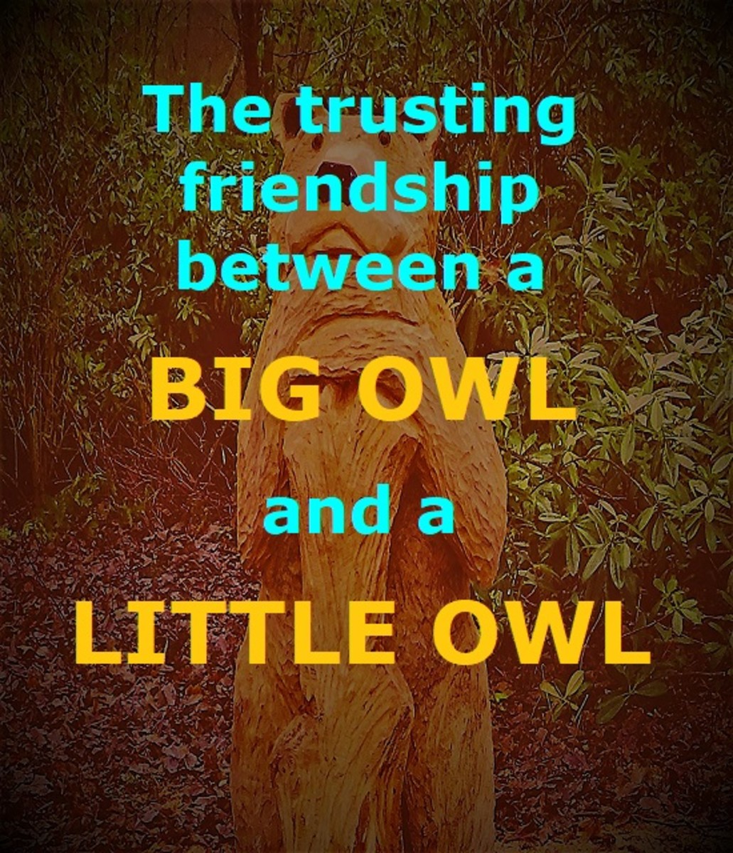 Little Owl - A Friendship Poem