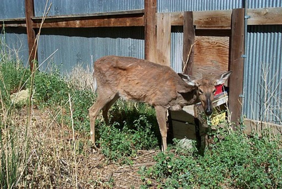Why Chronic Wasting Disease (CWD) Is Every Hunter's Nightmare