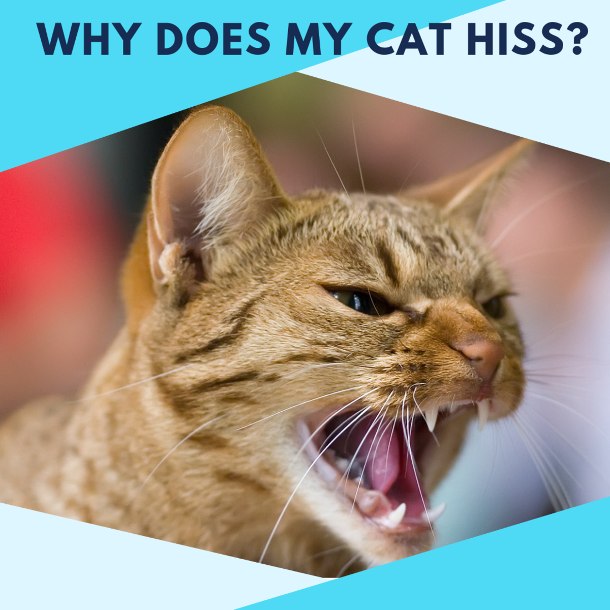 Why Is My Cat Hissing?