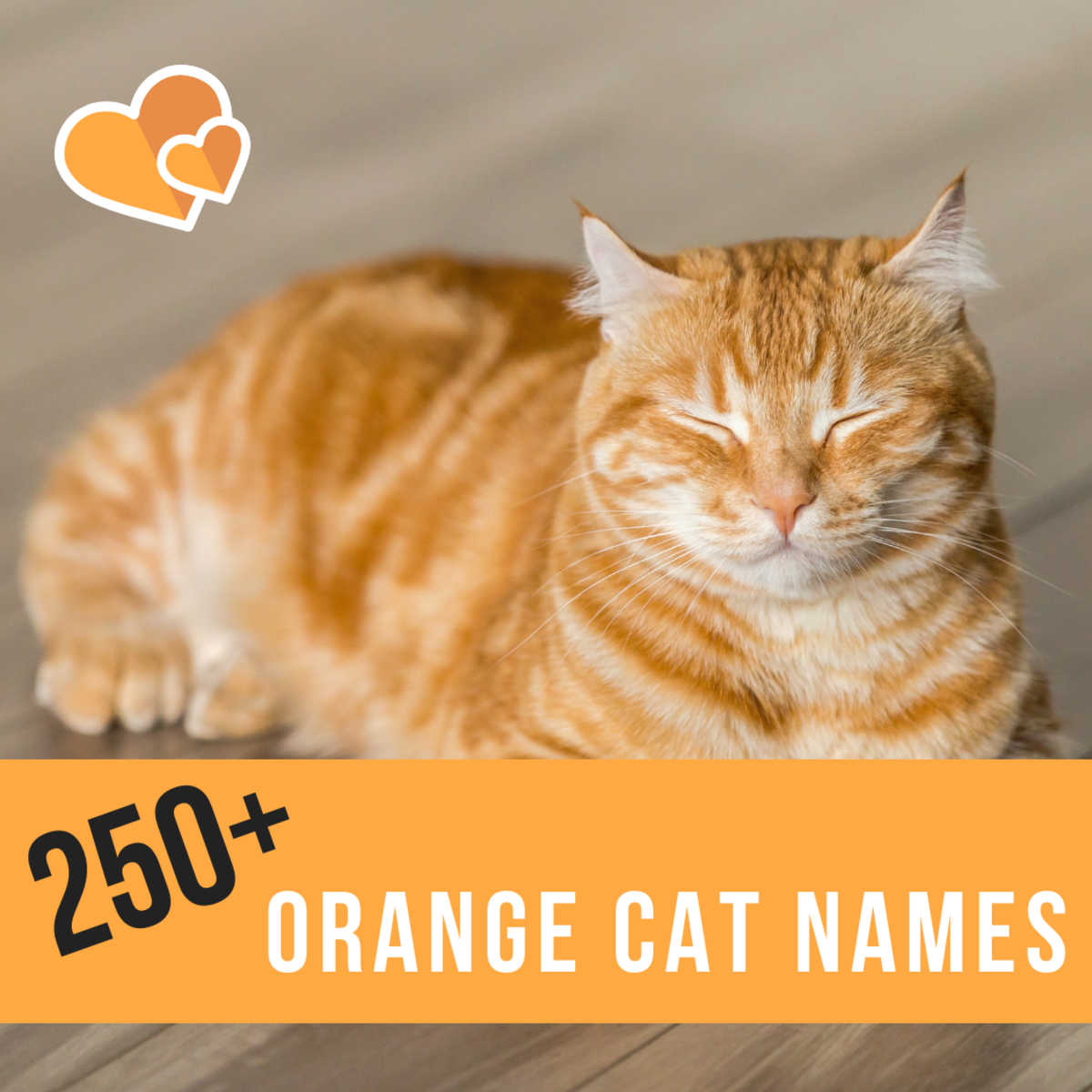 250 Best Ginger Cat Names PetHelpful