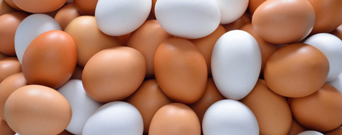 Original Short Fiction: "Samantha's Brown Egg Problem"