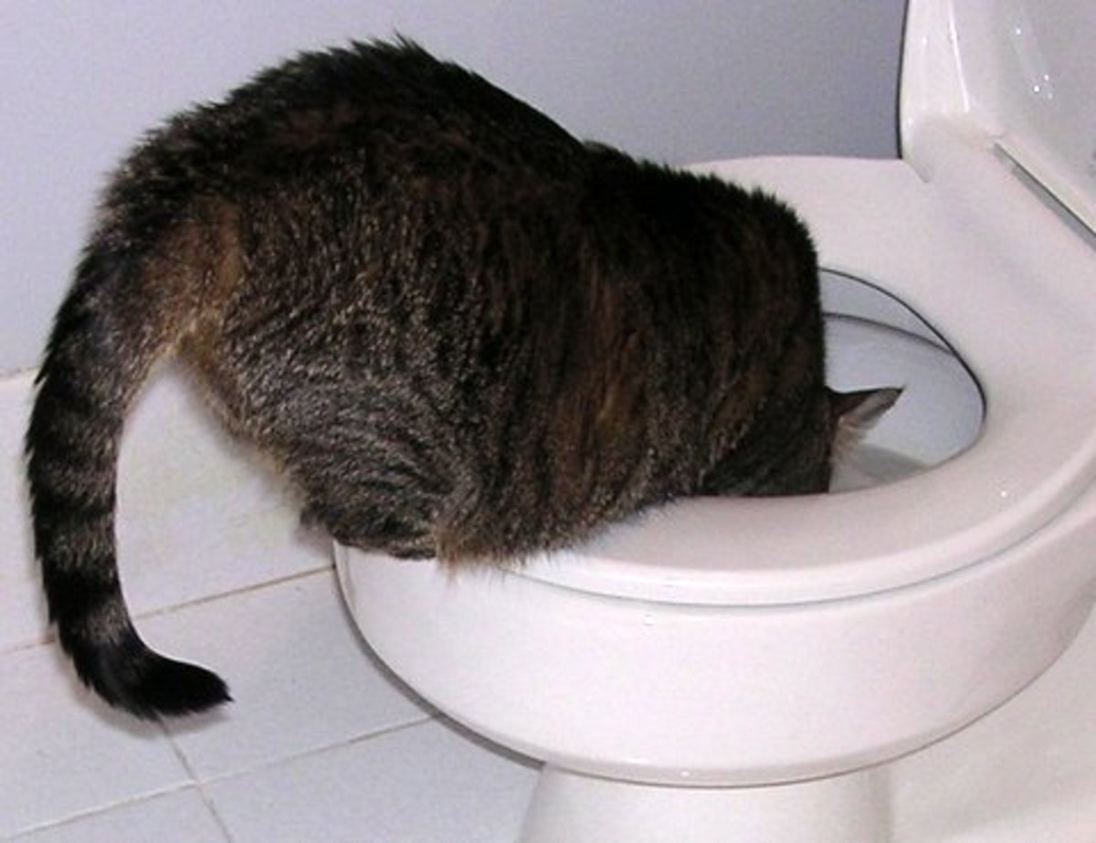 Why Does My Cat Drink Out of the Toilet