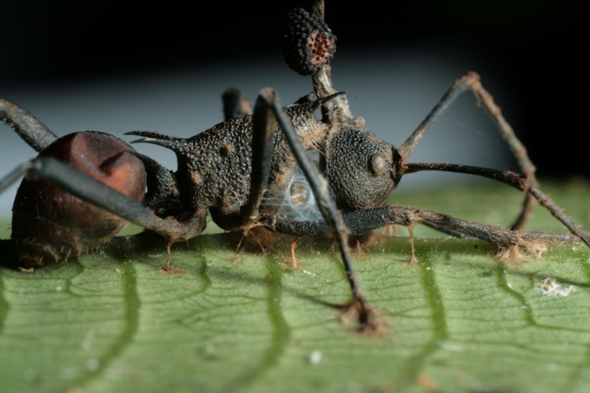 A "zombie ant"
