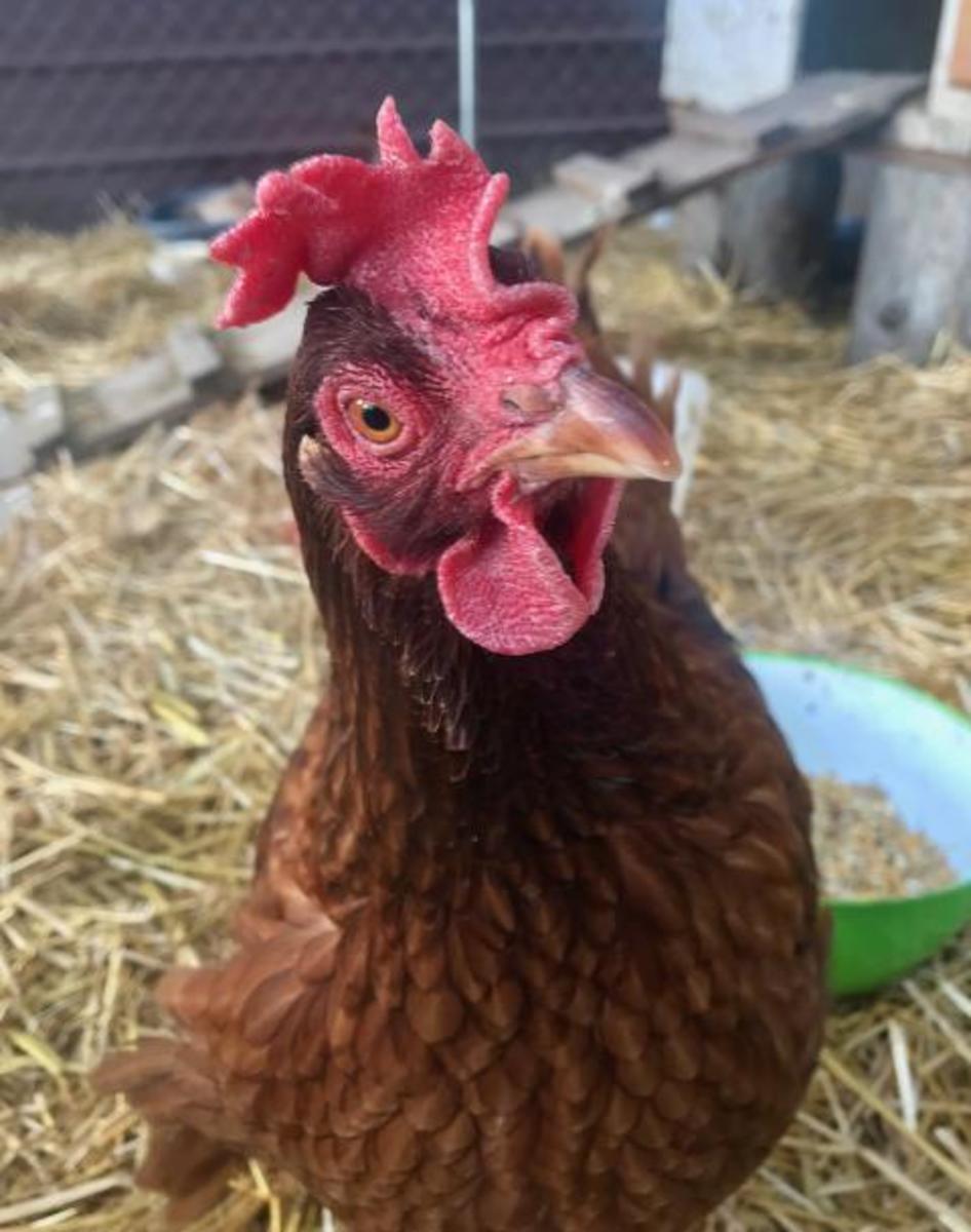 Rhode Island Reds are excellent heat-tolerant chickens
