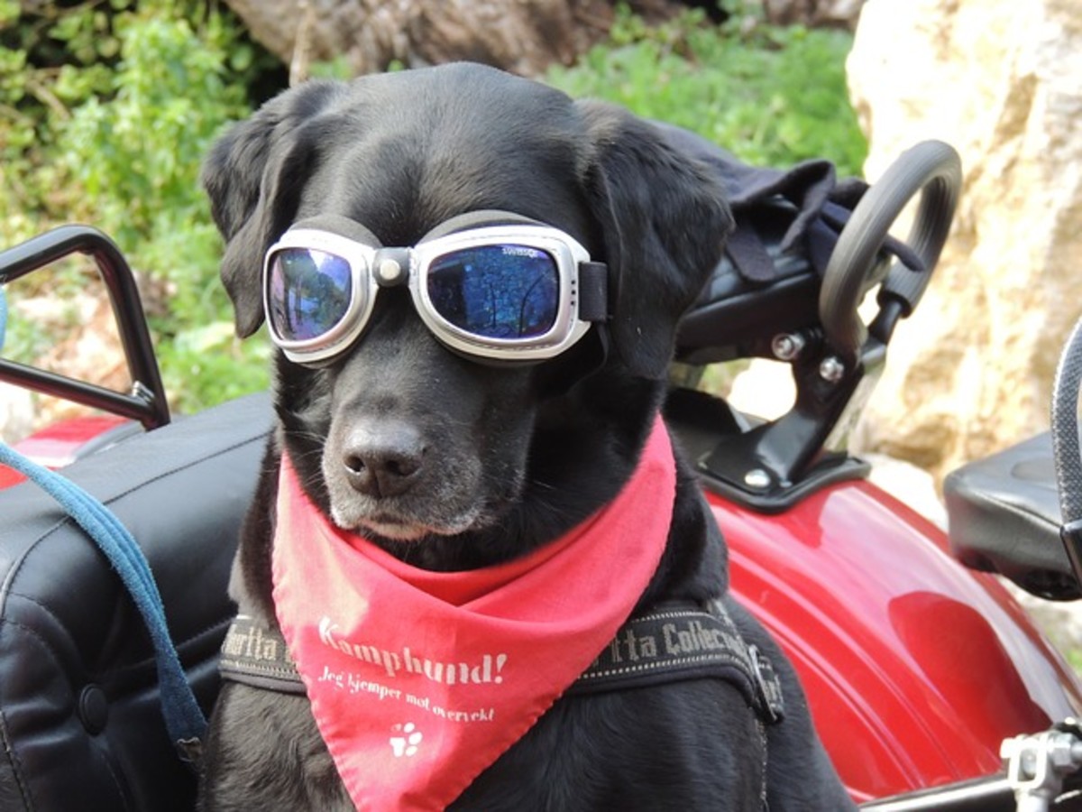 Cool dog ready to ride!