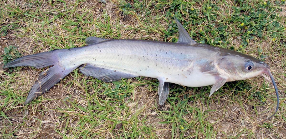Tips for Catching Channel Catfish With Chicken Liver Bait