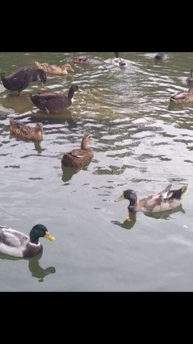 Ducks at the pond