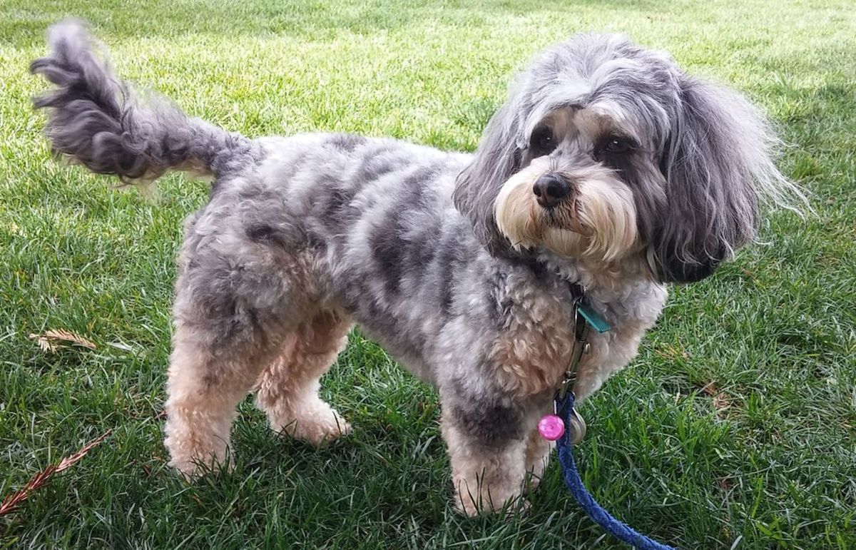 The blue merle cockapoo has appeared over the last few years and has sparked a great deal of controversy