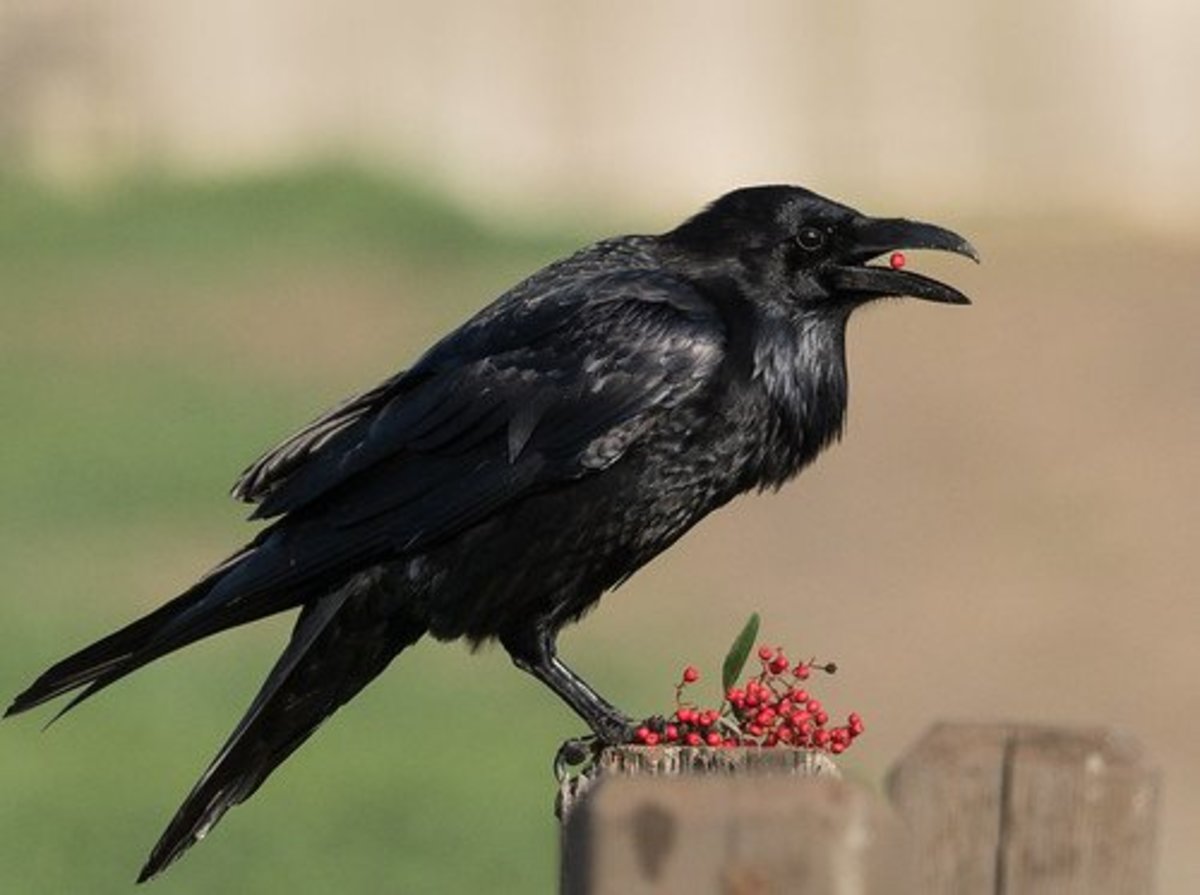 What do ravens represent in folklore? 