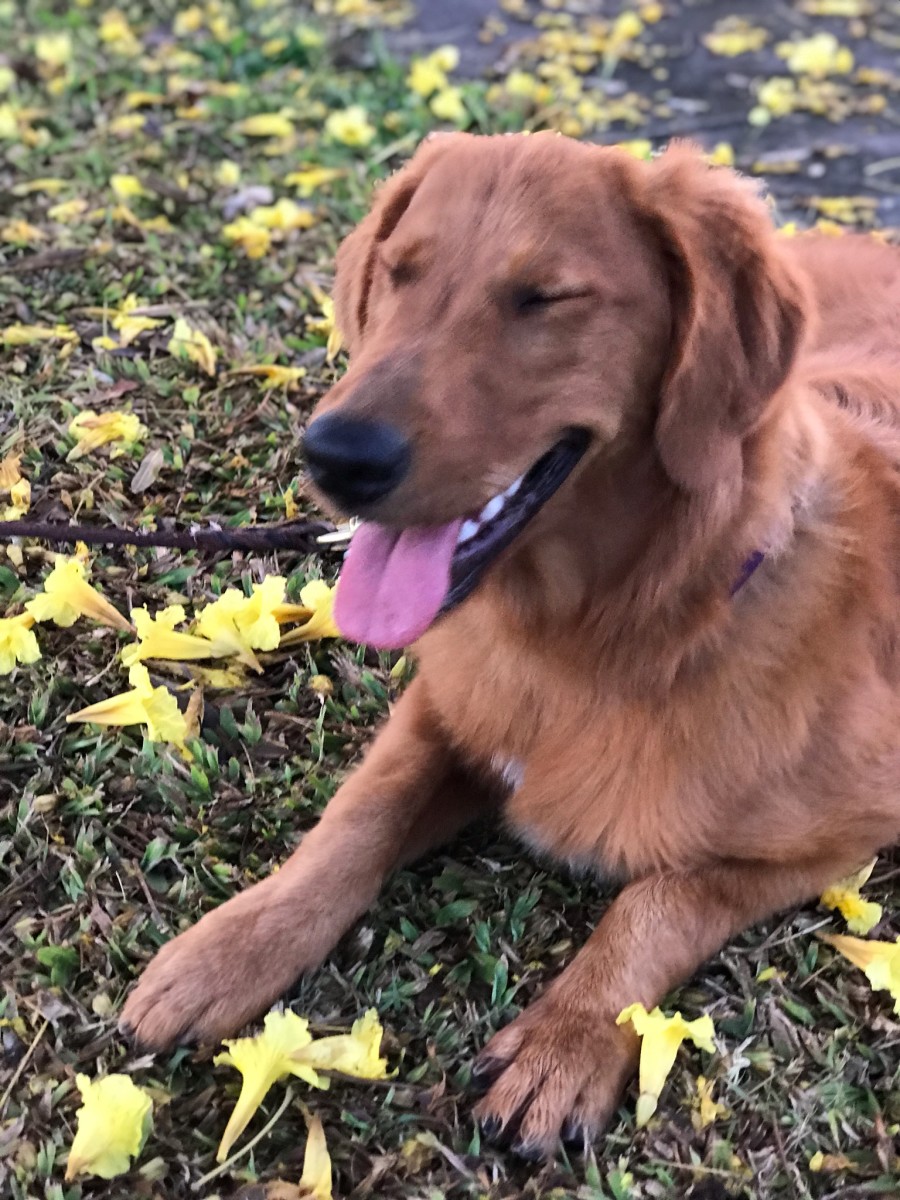 Raising a Golden: One Year of Bliss
