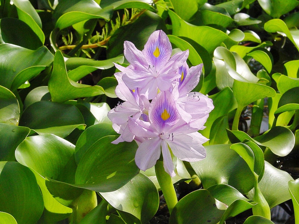 Water hyacinth is a beautiful plant that can be a serious problem.
