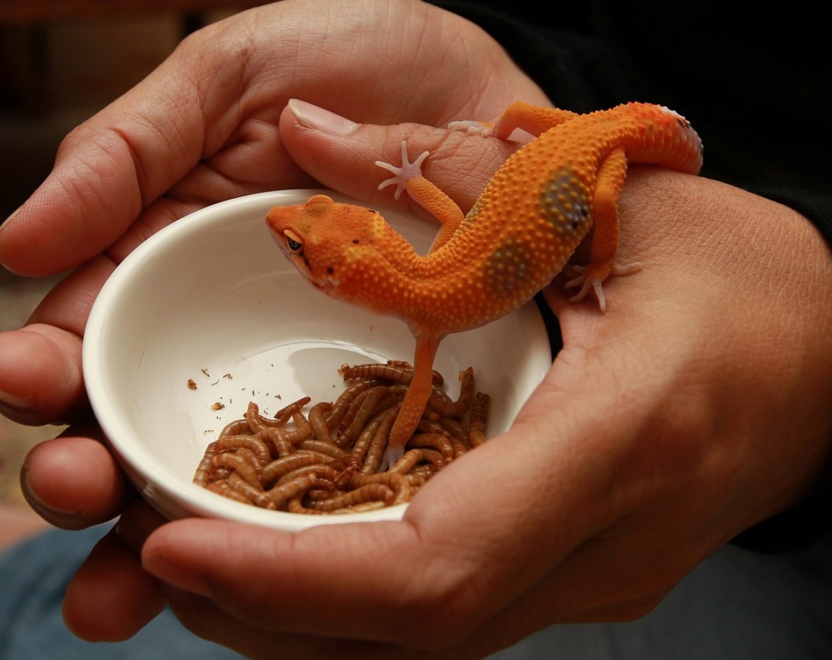 Geckos are small lizards and can be found all over the world.