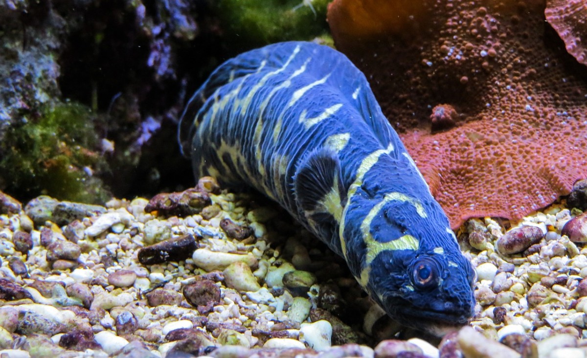 Interesting yet strange facts about eels 