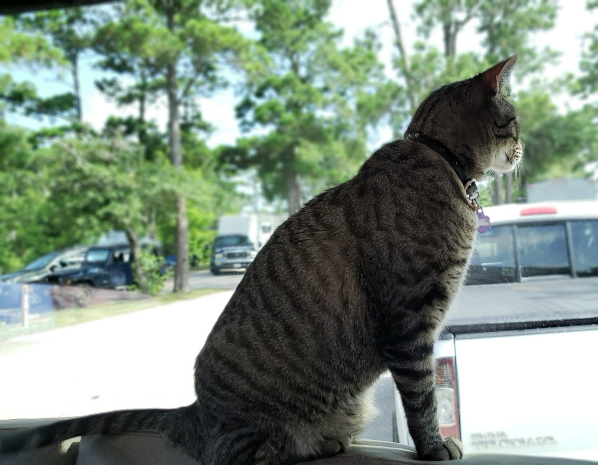 Full Time RV Travel With a Cat