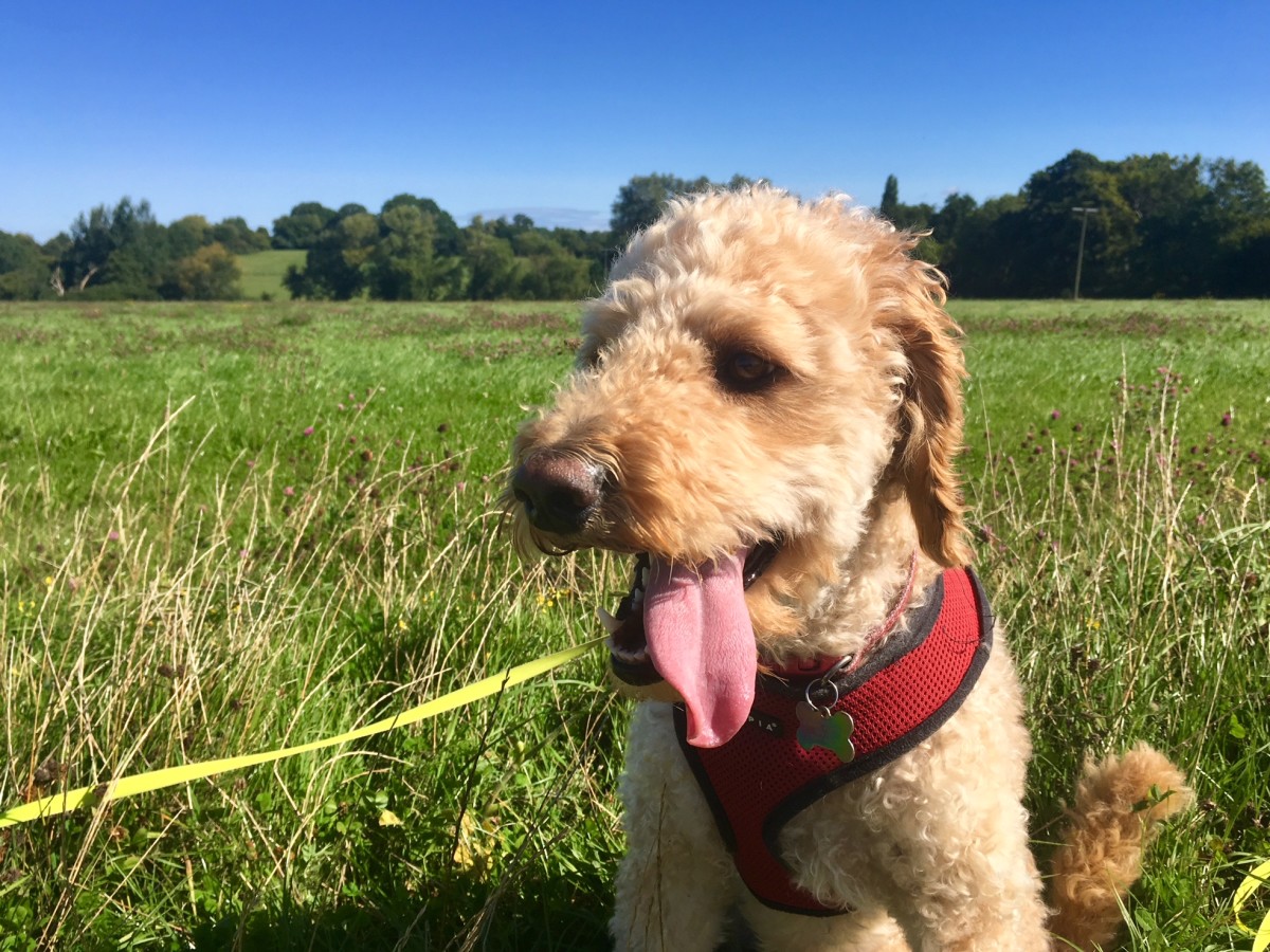 Summer and Autumn Dog Walks: Watch for Heatstroke and Grass Seed