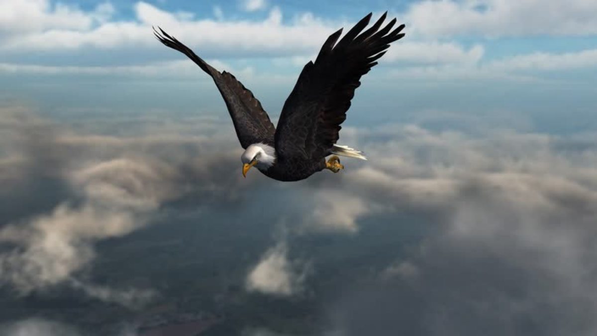 An Eagle In The Sky
