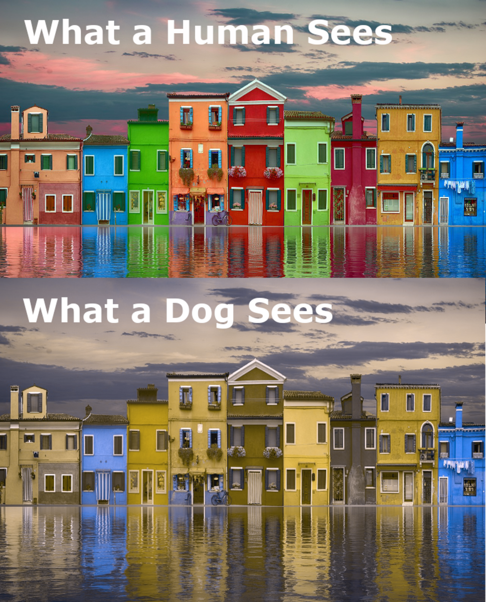 are-dogs-color-blind