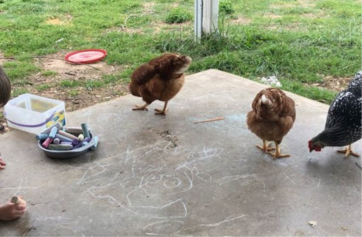The Pros and Cons of Owning Chickens in the Suburbs