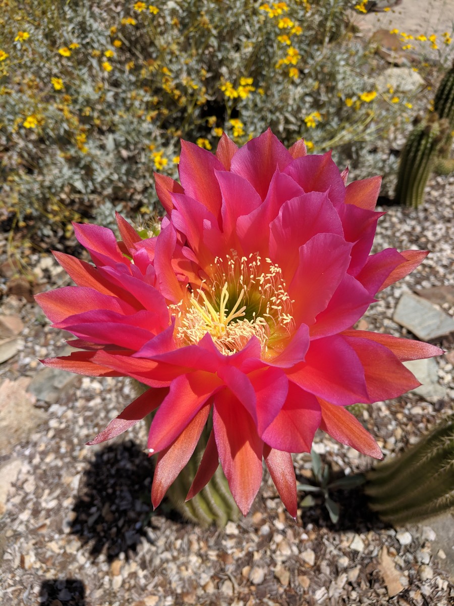 Red Flower on a Torch Cactus