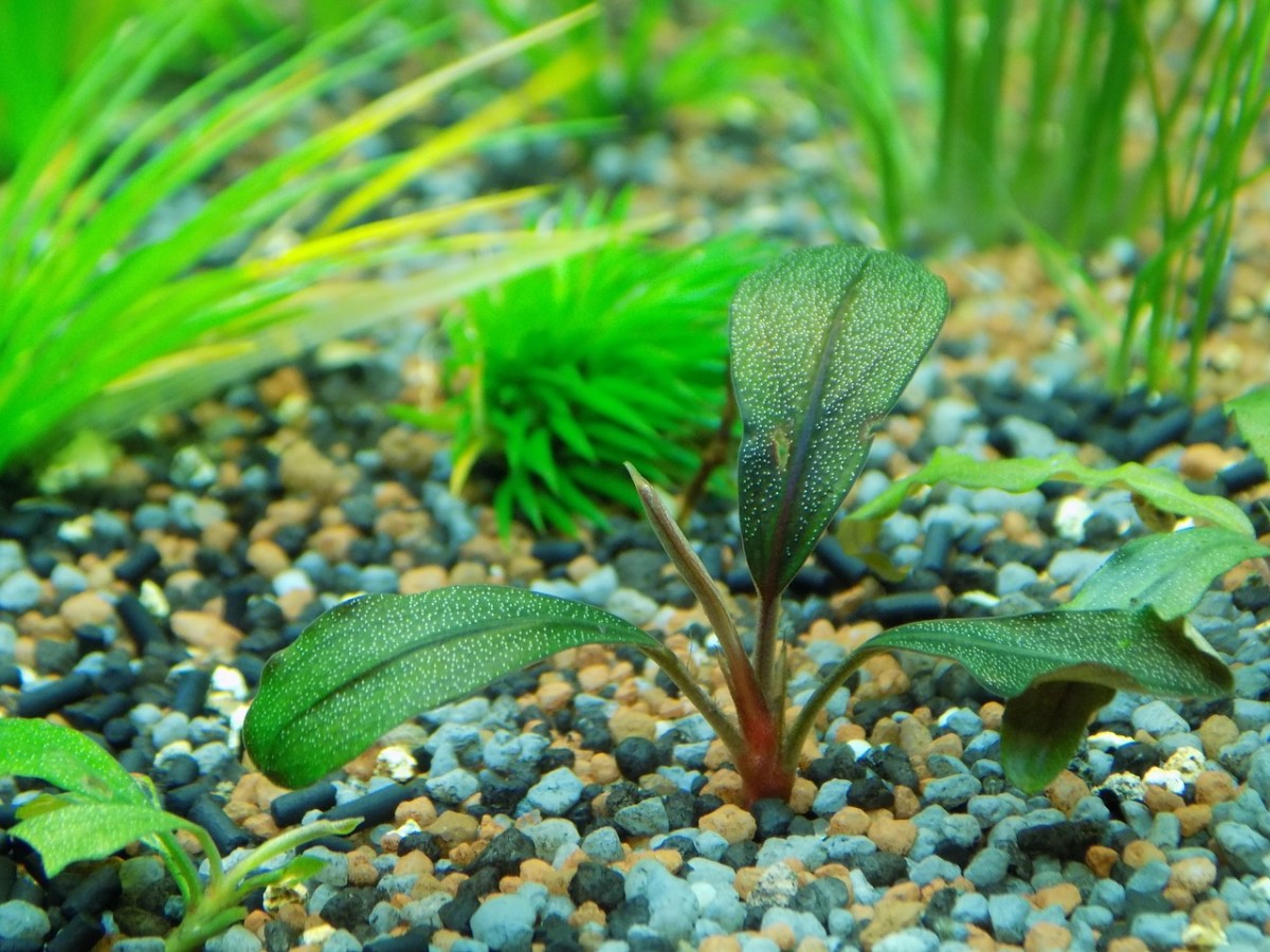 Aquascaping has a number of benefits for your aquarium.