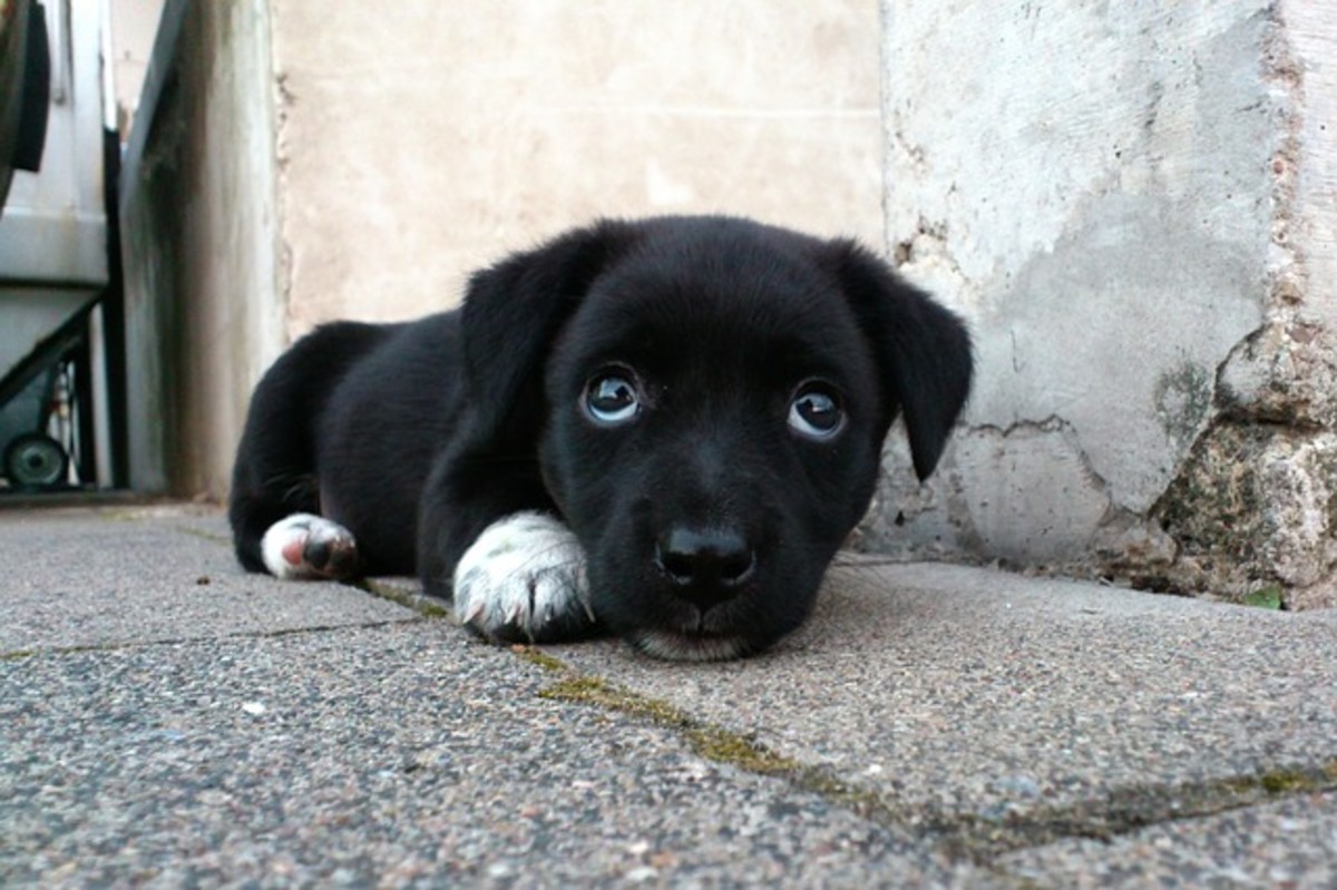 250 Unique Black Dog Names And Meanings PetHelpful