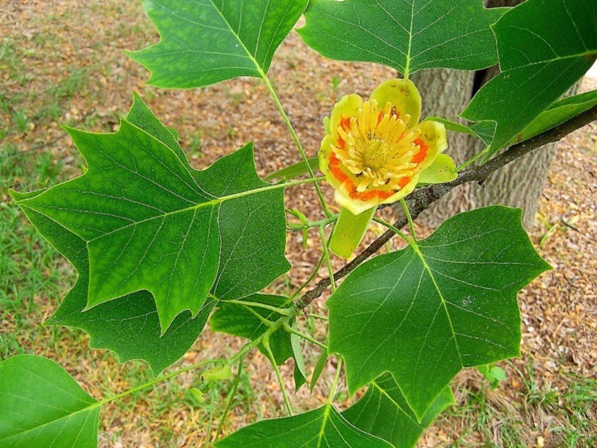 An extract made from the tulip tree may fight bacteria.