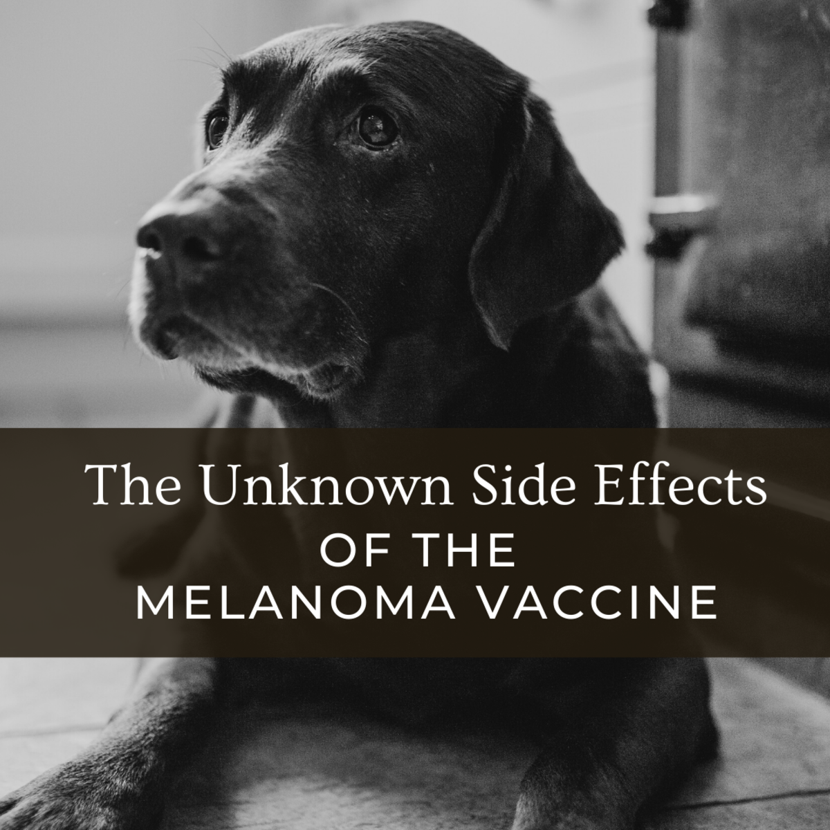 Dog Owners Beware: Side Effects in the Melanoma Vaccine