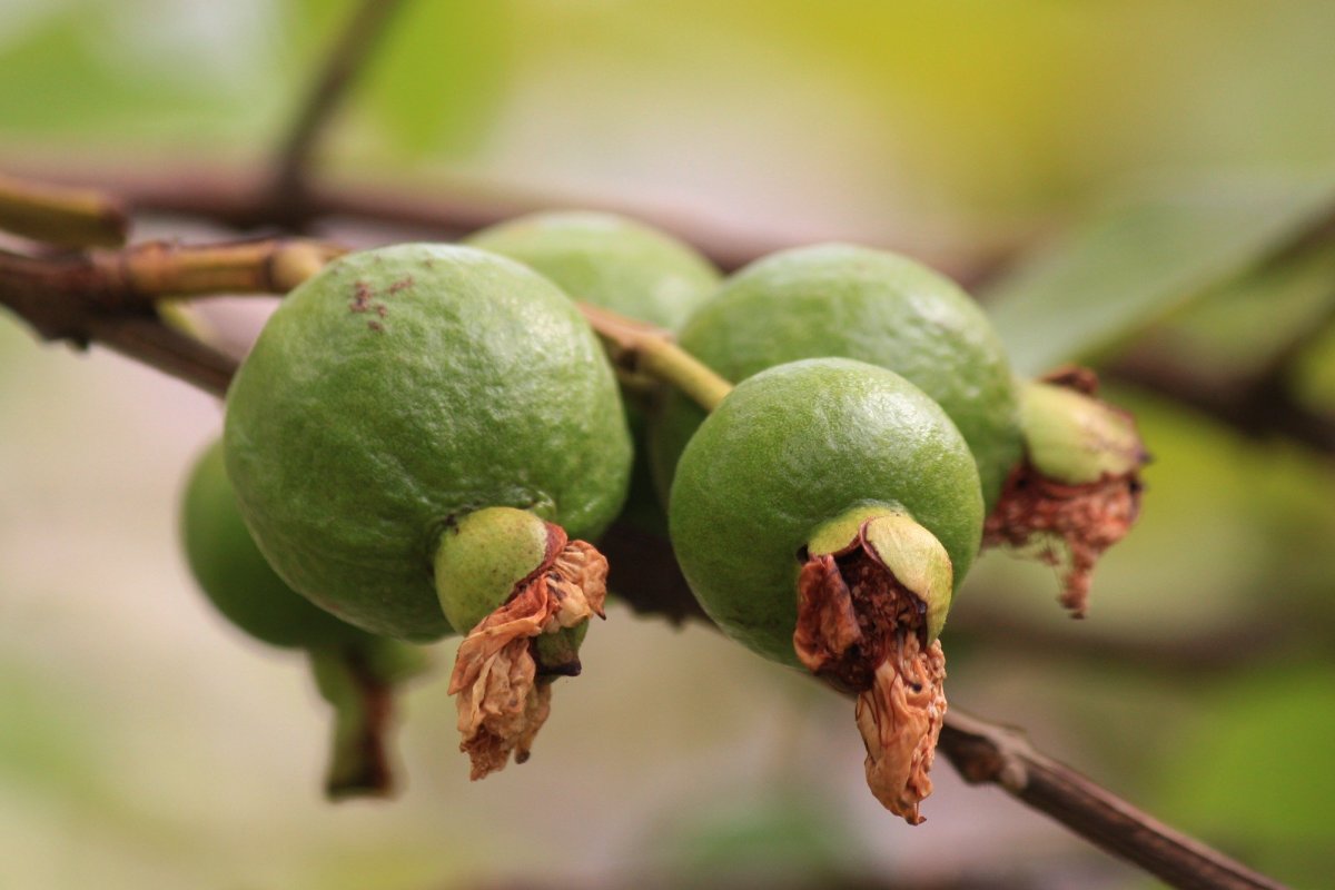 Guava|Amrood|ਅਮਰੂਦ