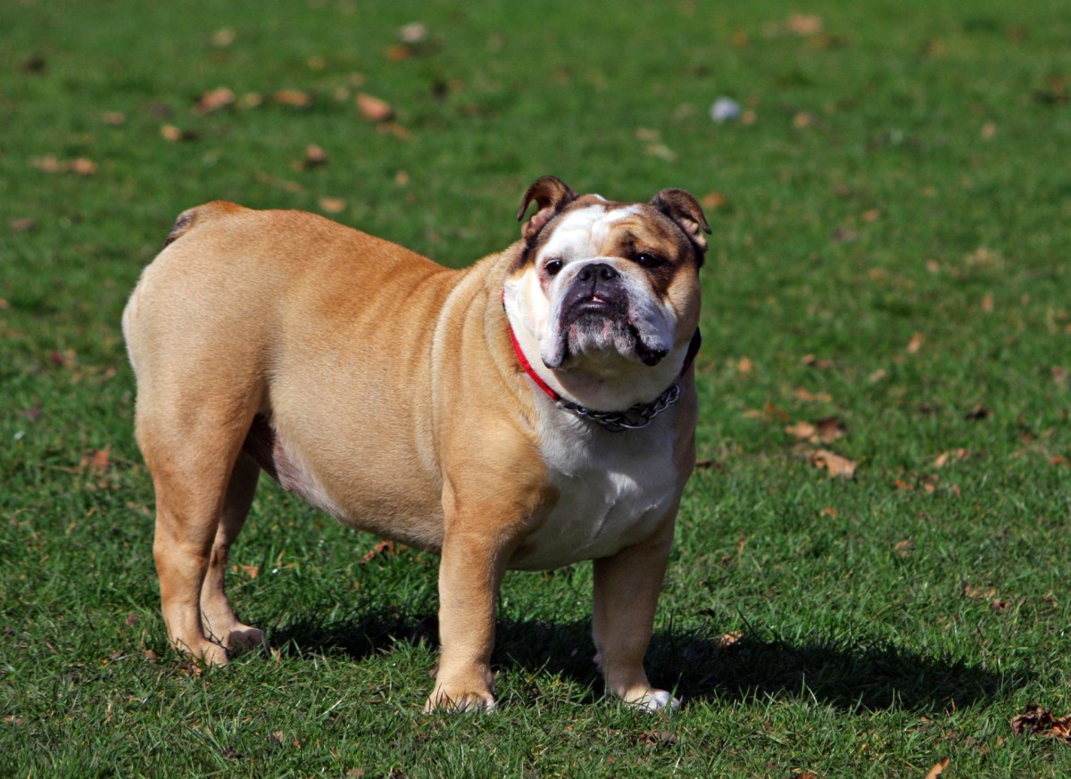 Any breed of dog can suffer from obesity