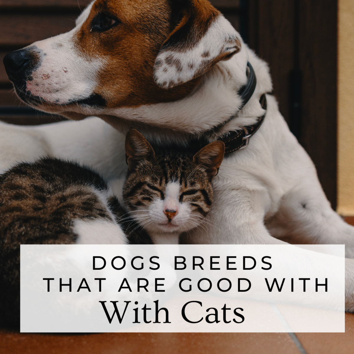 breeds good with cats