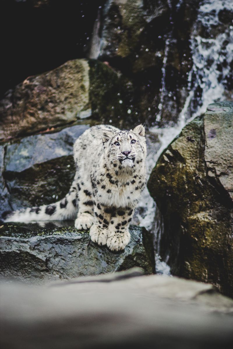 why-the-snow-leopard-bites-its-tail