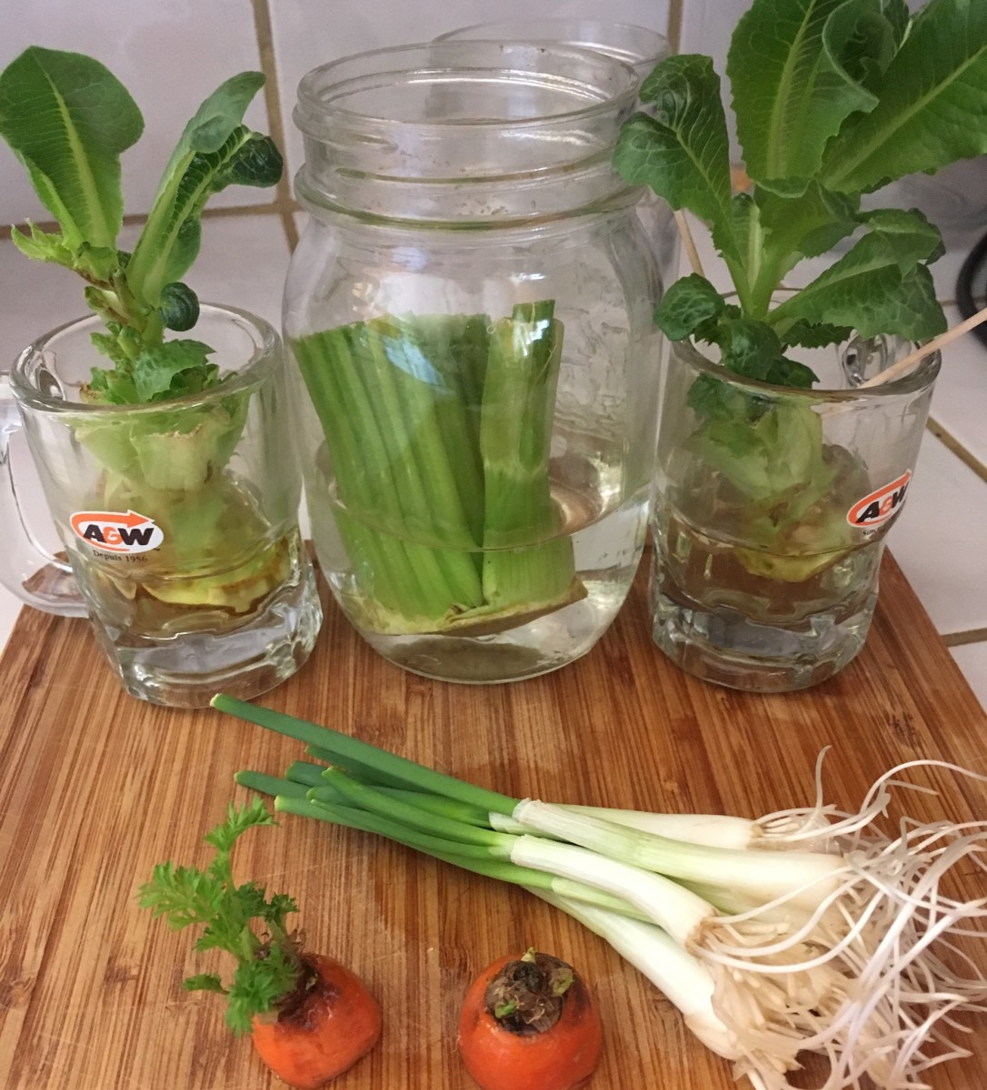 Here are some celery, green onion, lettuce, and carrot scraps after a week of regrowing.