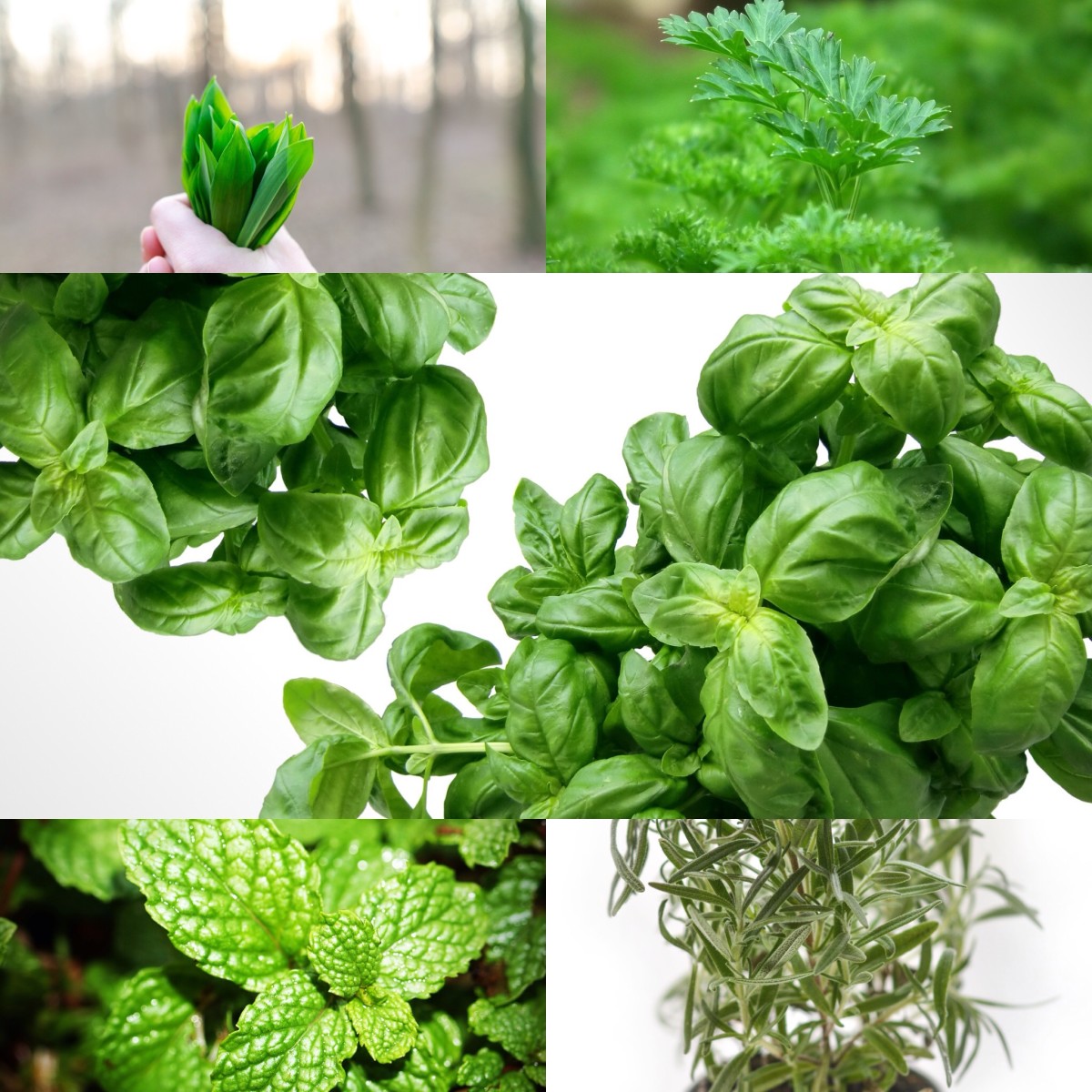 How to Regrow Herbs, Vegetables, and Fruits From Scraps Dengarden