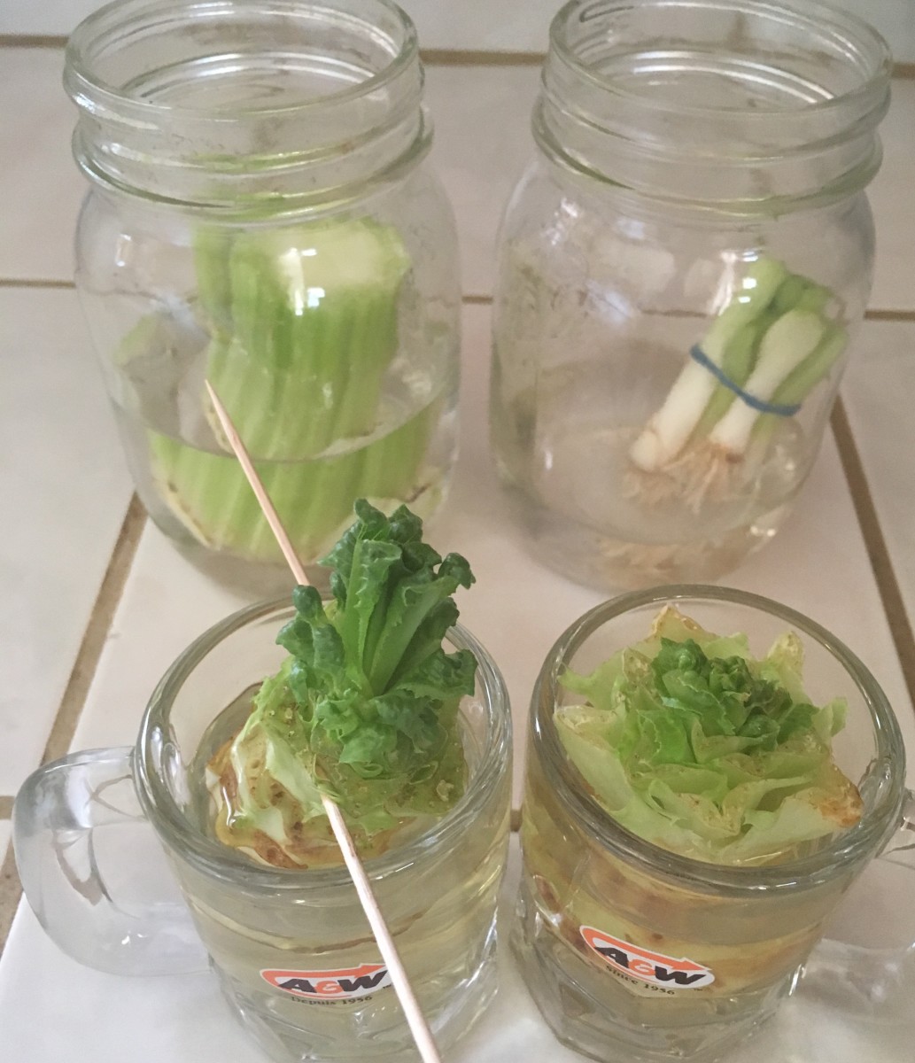 Here's how the celery, green onion, and lettuce should be prepared and "stored" so that they can start growing.