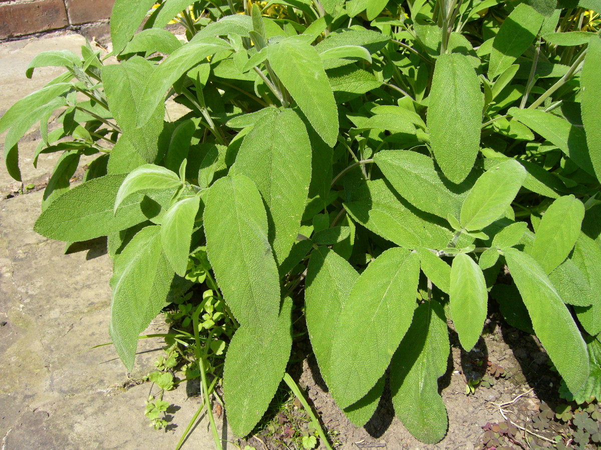 The herb sage is a natural way of hiding gray in light blonde to light brown hair.