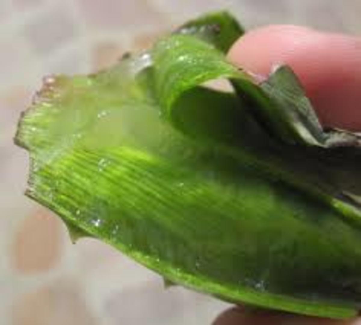Peeling an aloe leaf reveals the healing gel inside.