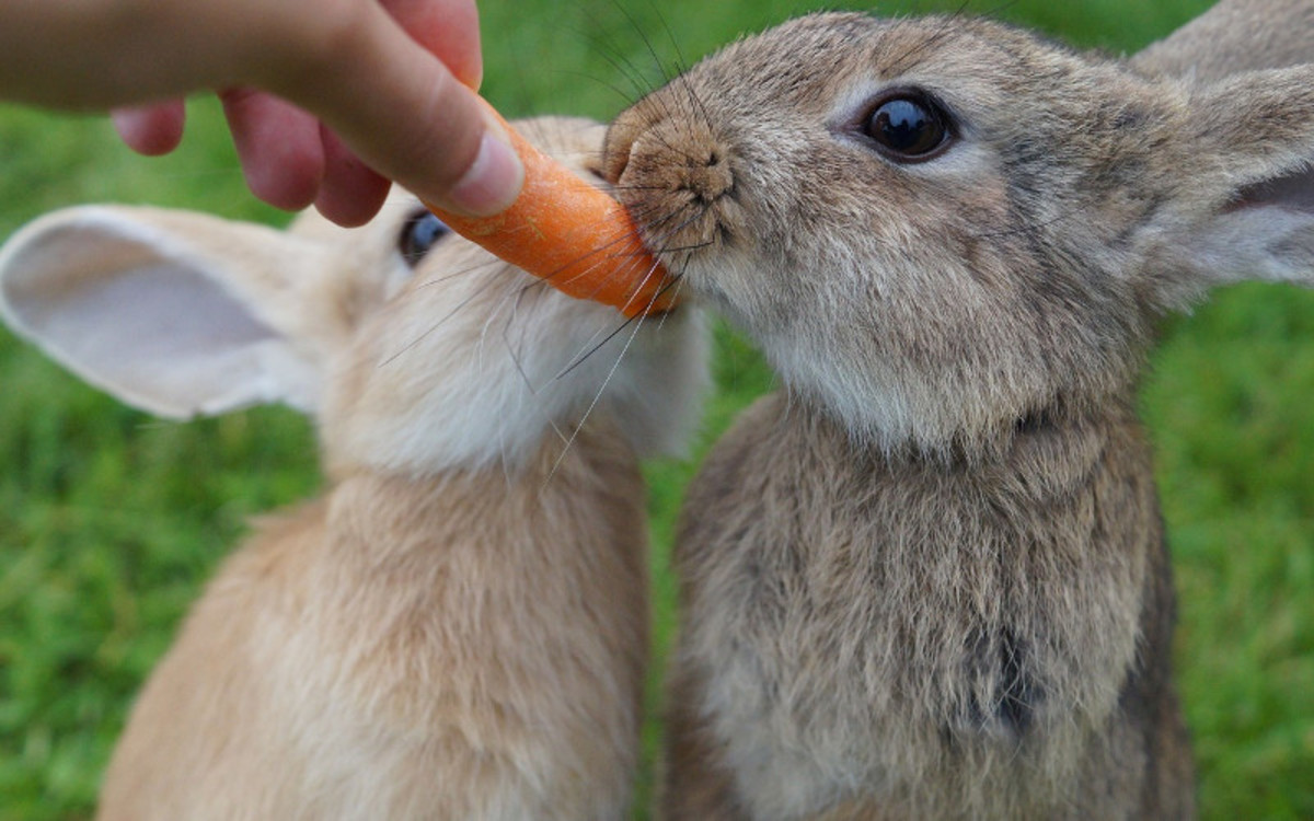 It's "karats", not "carrots!"
