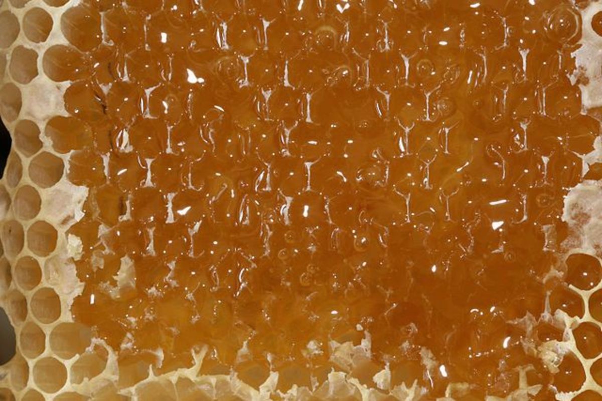 Honeycomb with honey.