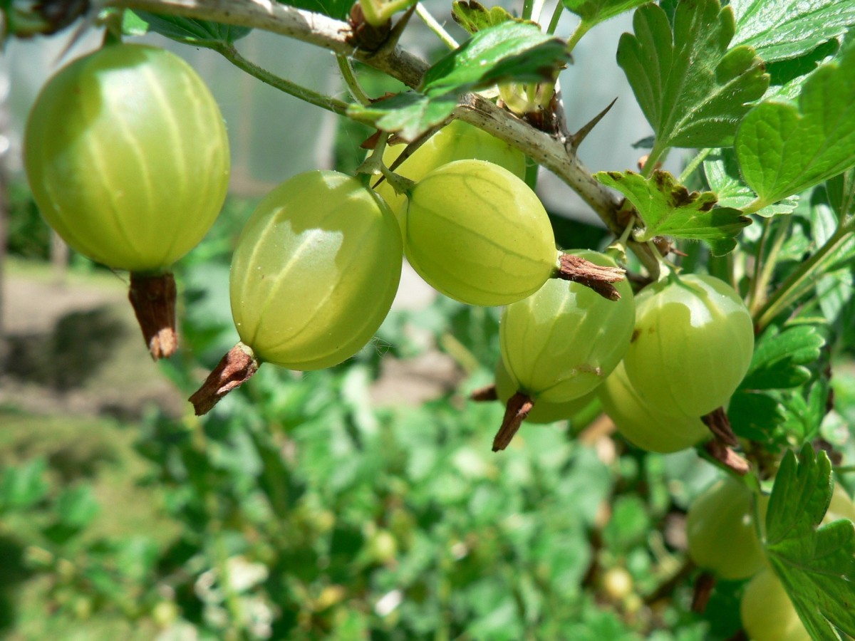 Alma powder is made from gooseberries and can be used to naturally darken your hair. 