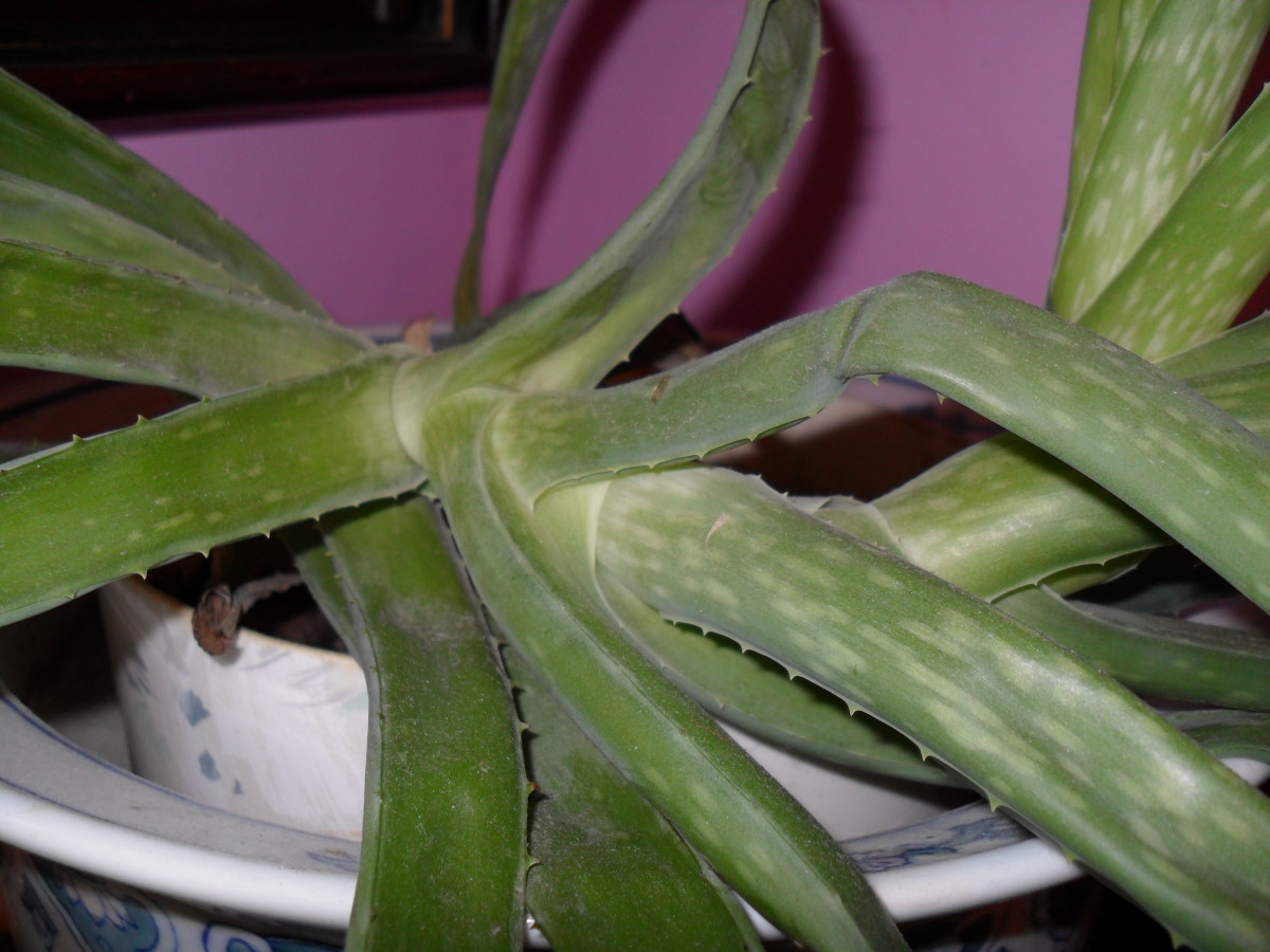 Make your own hair gel with aloe vera