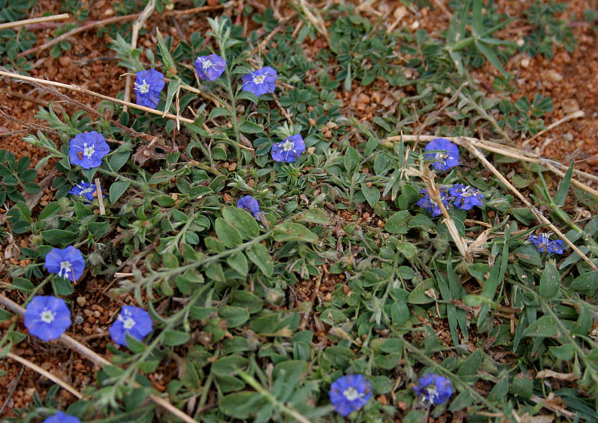 The oil from dwarf morning glory (Evolvulus alsinoides) can be used to stimulate hair growth.