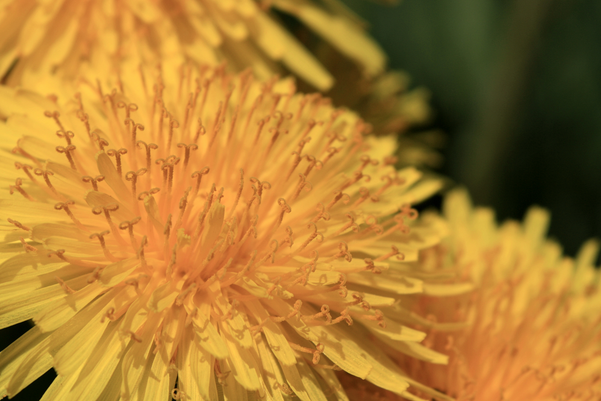 The entire dandelion plant is useful—from the flower petals all the way down to the root.