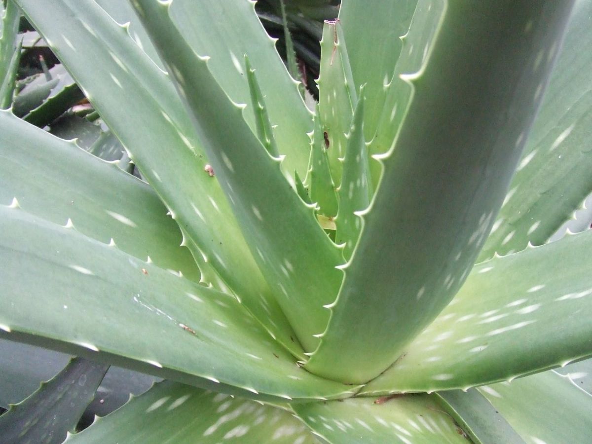 Soothing, refreshing aloe vera gel may be incorporated in many homemade skin products.