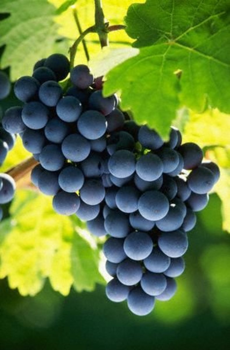 Grapes on the vine. Sensitive skins will love grapeseed oil as a base in skin products.