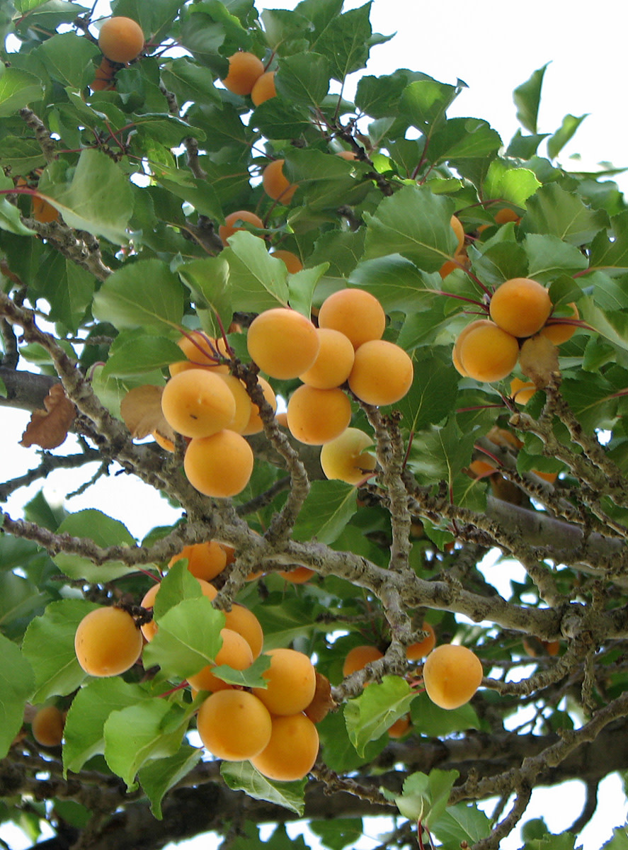 Apricot fruit. Apricot kernel oil is an excellent skin moisturizer as a carrier oil or even alone.