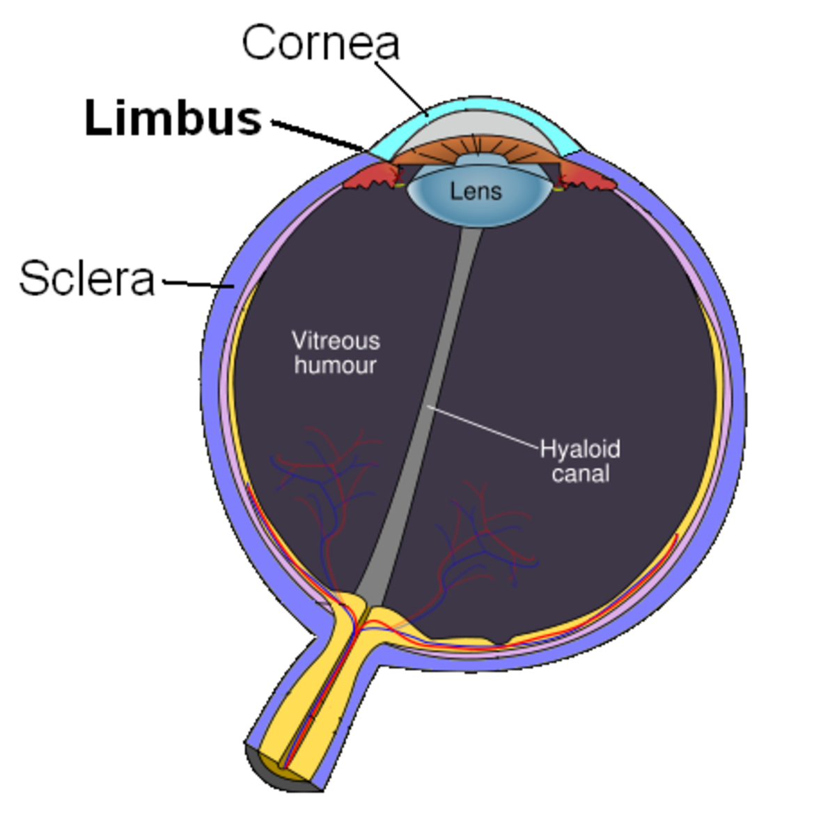 The corneal limbus is a border separating the cornea from the sclera.