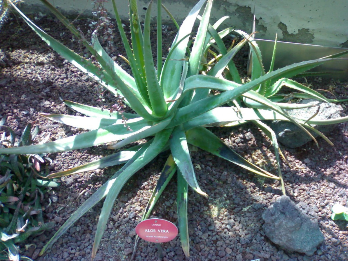 Aloe vera can easily be grown at home in a garden or in a pot. 