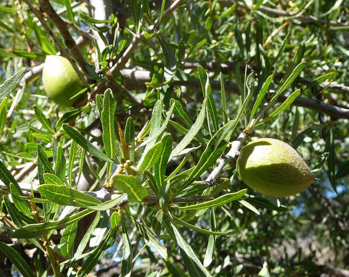 Argan fruit