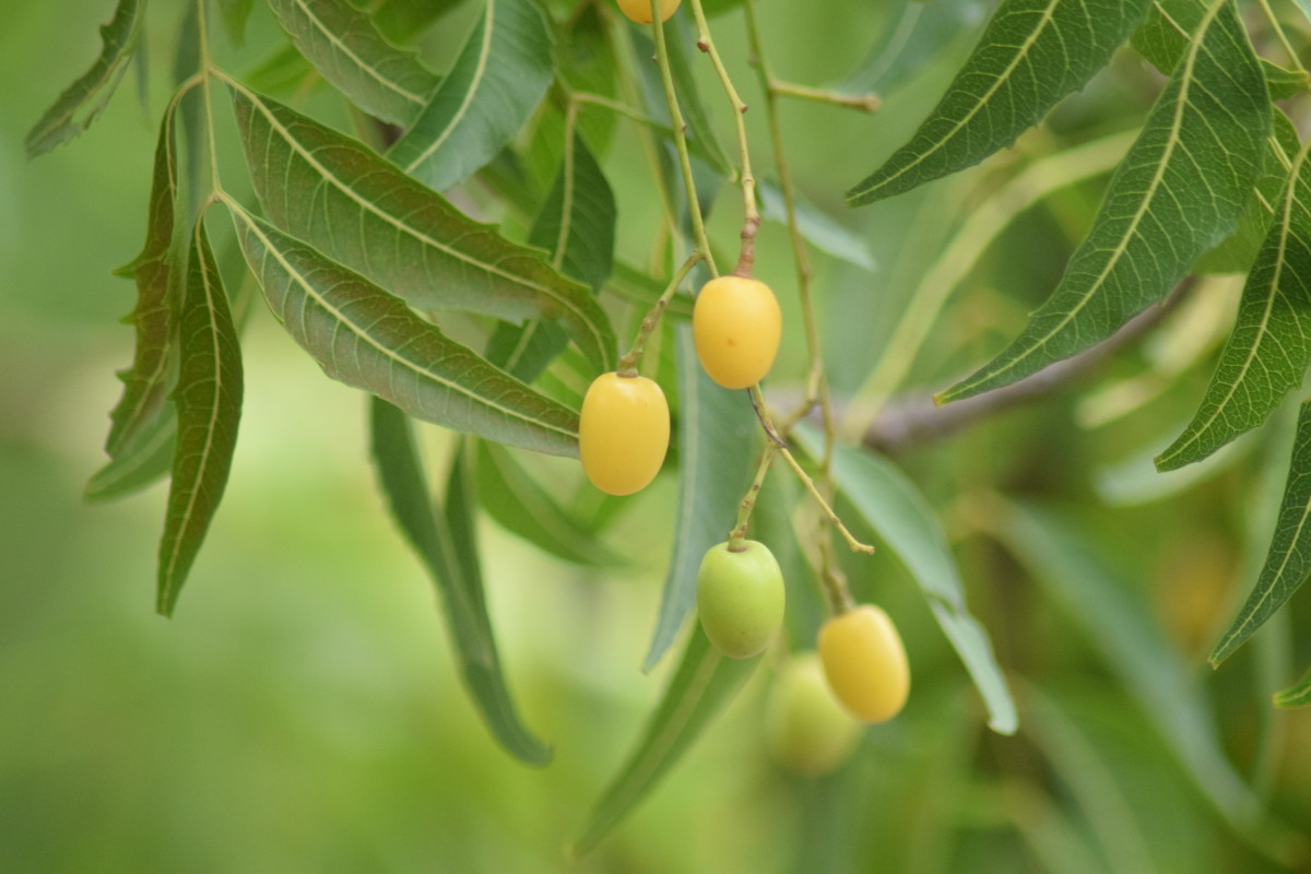 Neem oil has many fascinating uses. 