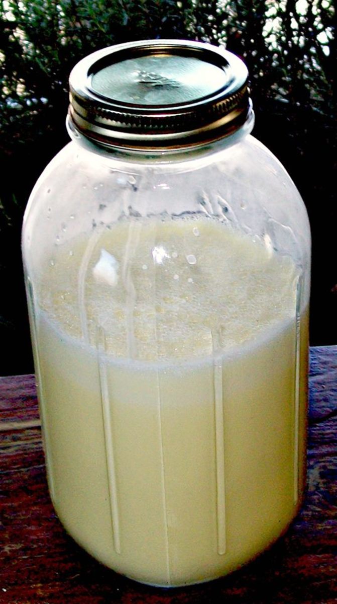 Borage and Flaxseed Oil Lotion in half-gallon jar, ready for bottling.